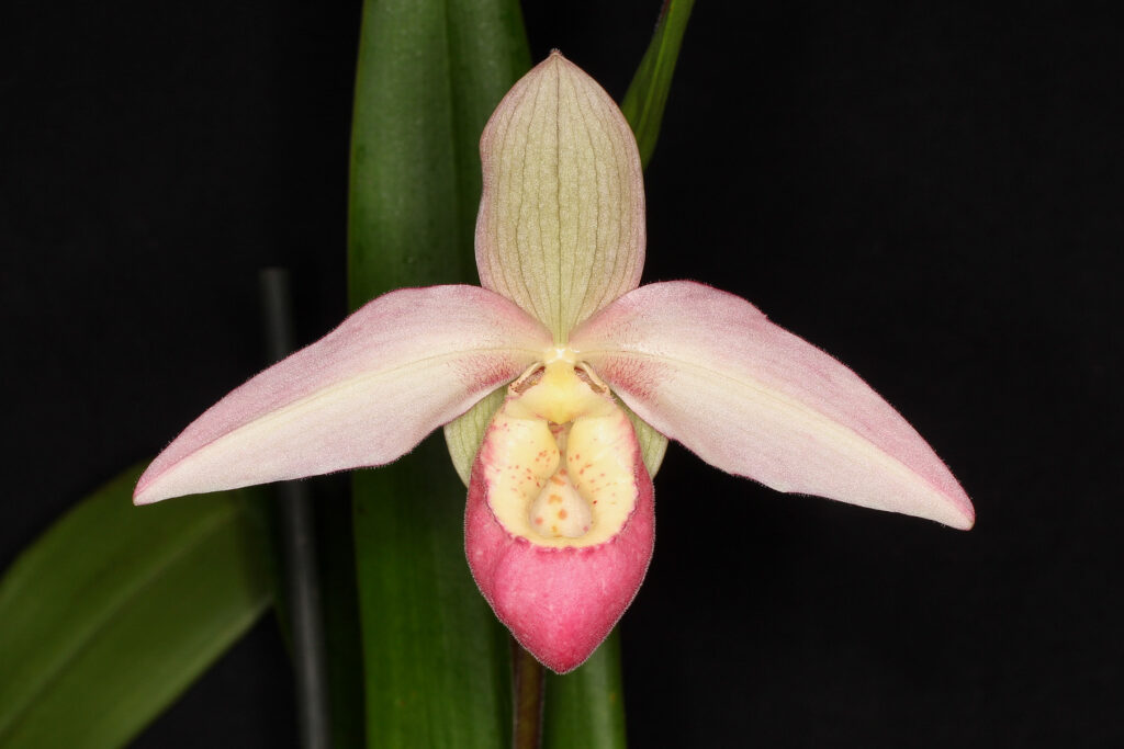 Phragmipedium OS Passion