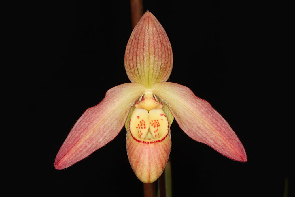 Phragmipedium Petit Anquette