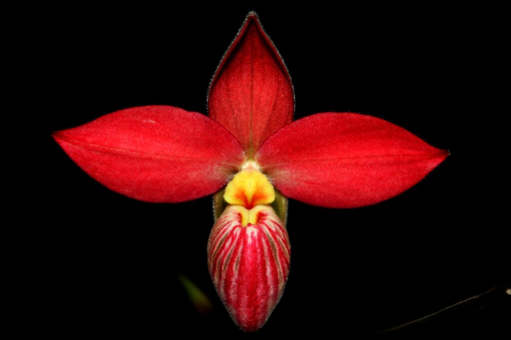 Phragmipedium Saint Ouen