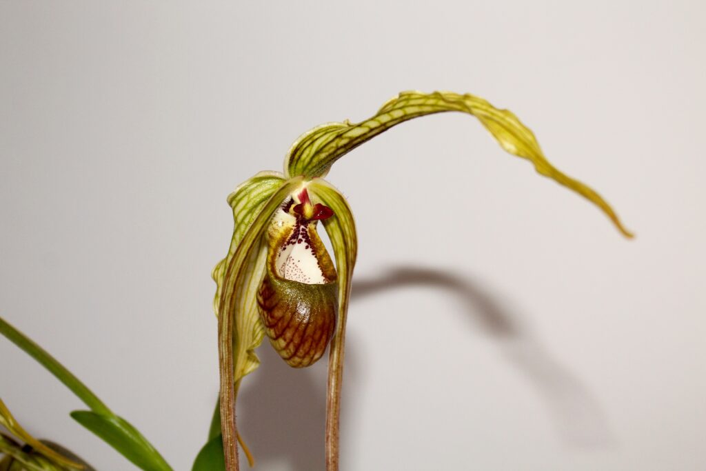 Phragmipedium humboldtii