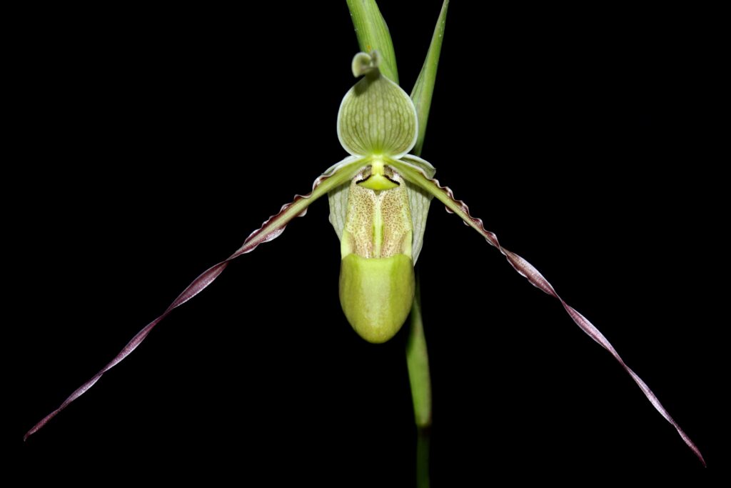 Phragmipedium longifolium