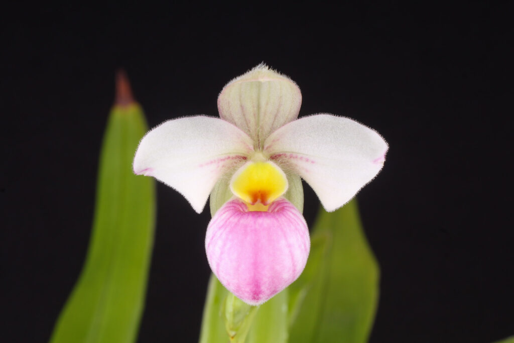 Phragmipedium schlimii