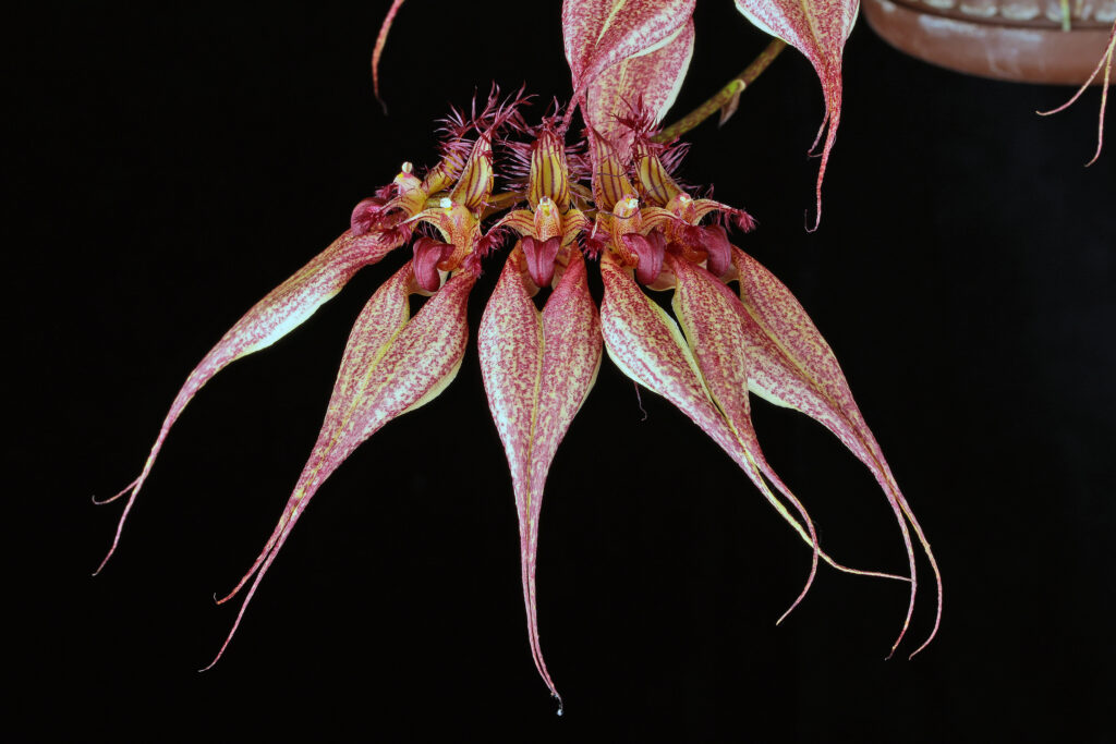 Bulbophyllum rothschildianum 01