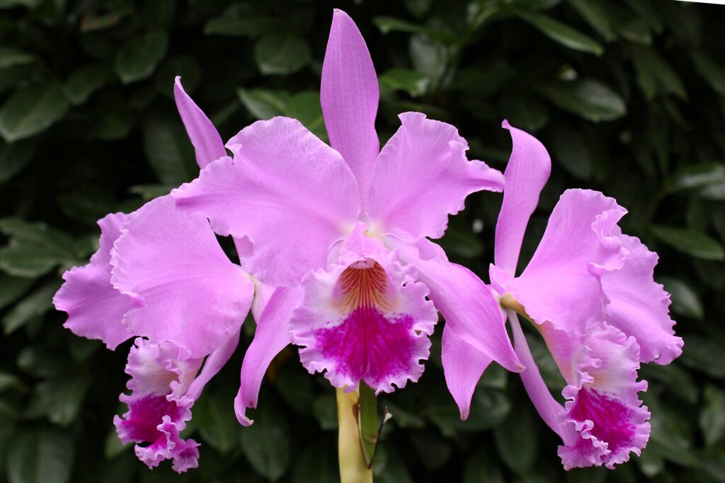 Cattleya labiata 01