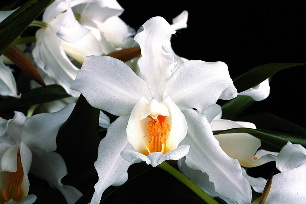 Coelogyne cristatao1