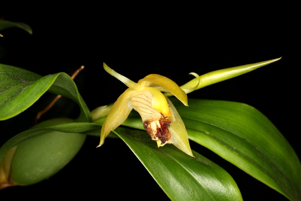 Coelogyne fimbriata 01