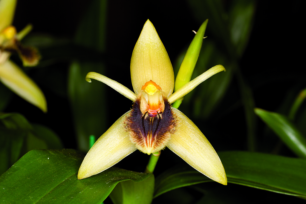 Coelogyne ovalis01