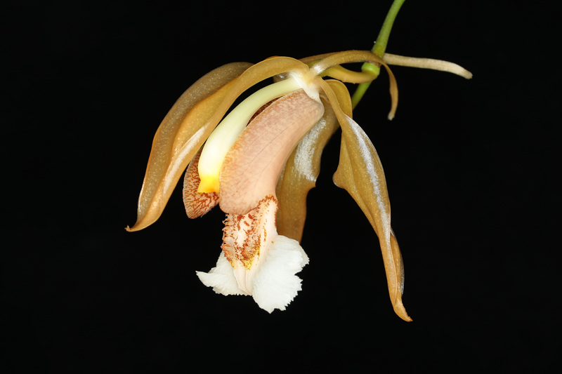 Coelogyne speciosa 01