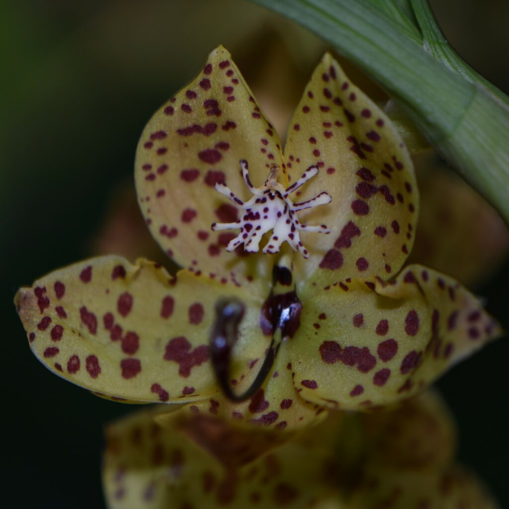 Cycnoches barthiorum 01