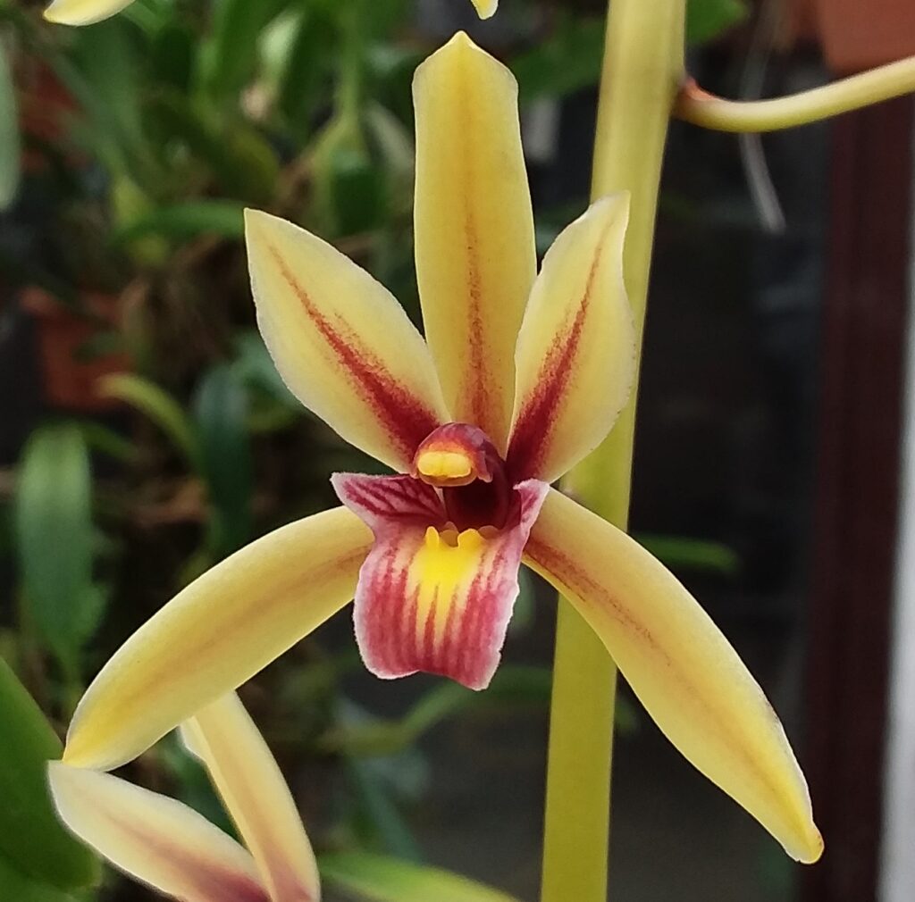 Cymbidium aloifolium01