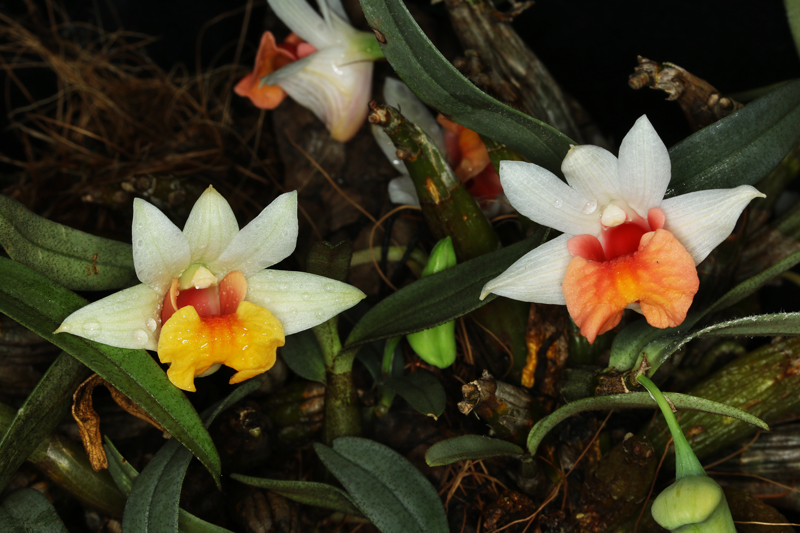 Dendrobium bellatulum 01