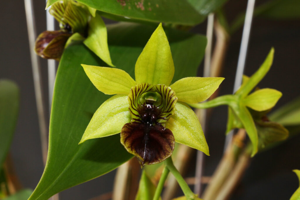 Dendrobium convolutum 01