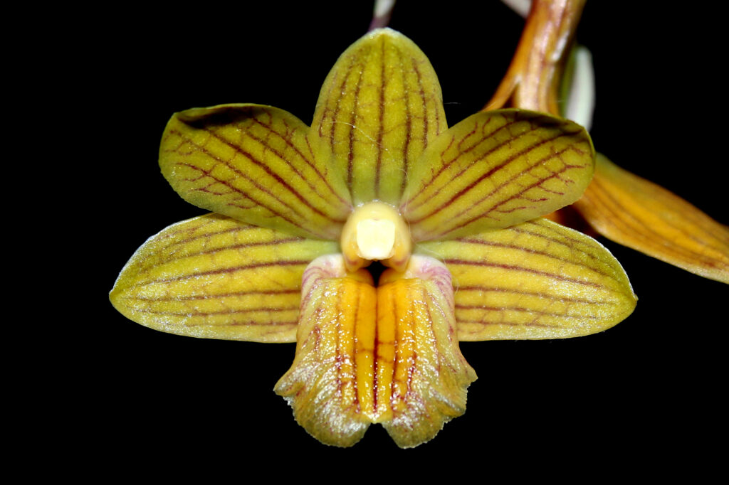 Dendrobium sarawakense 01