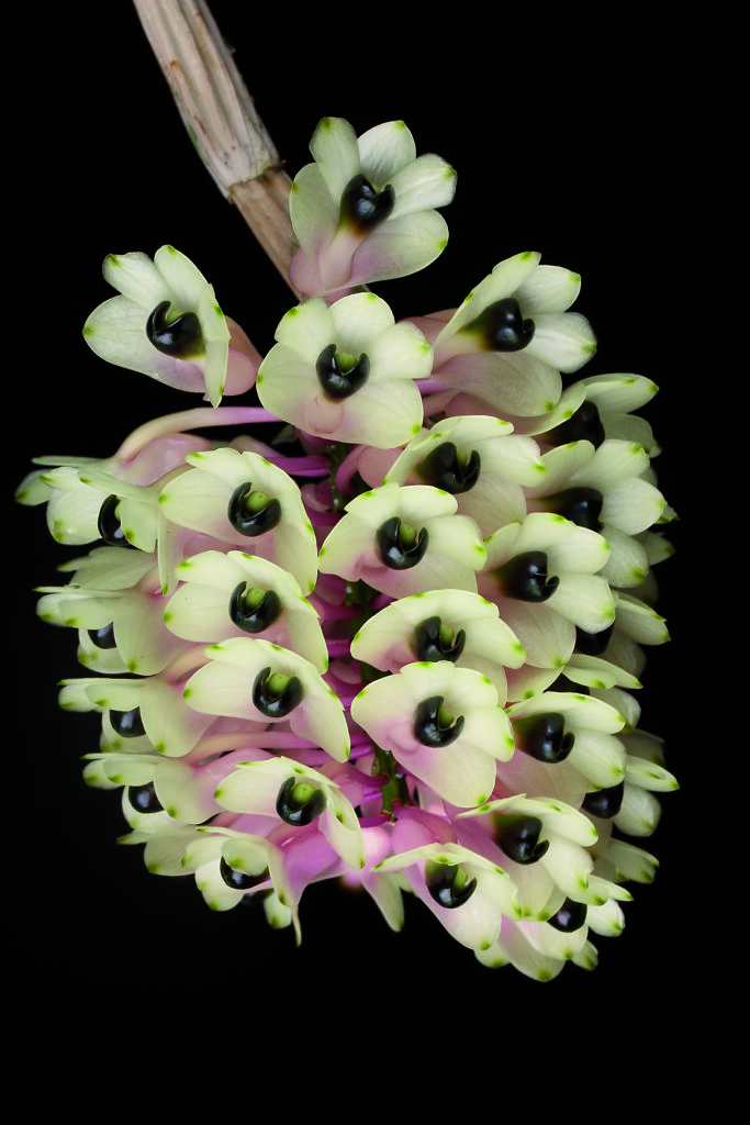 Dendrobium smillieae 01