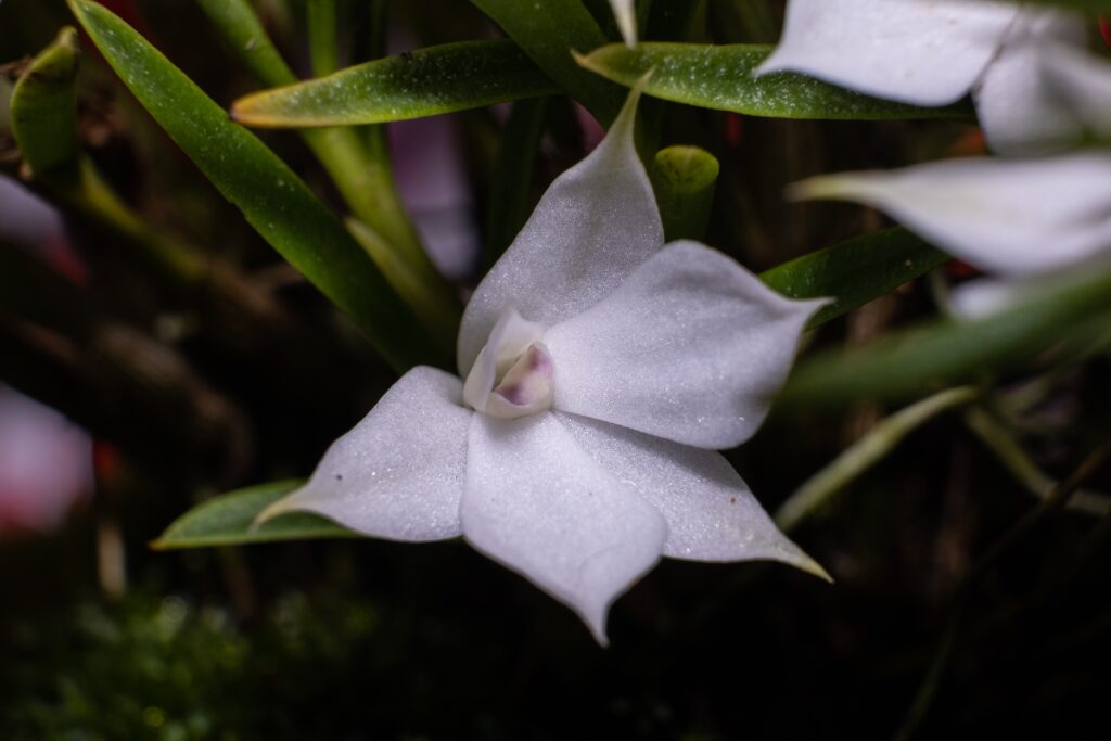 Dendrobium subuliferum 01