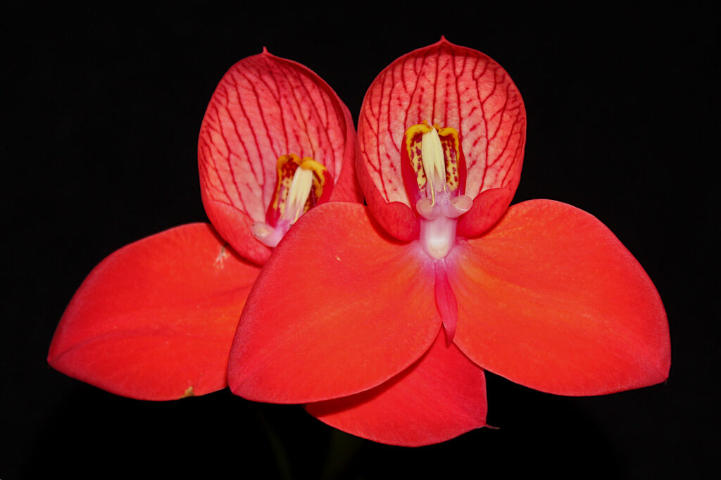 Disa uniflora01