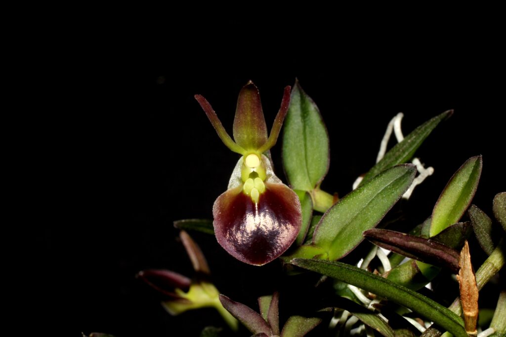 Epidendrum porpax 01