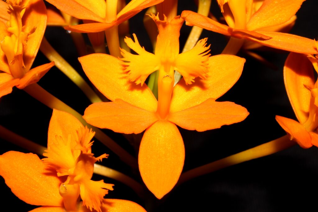 Epidendrum radicans 01