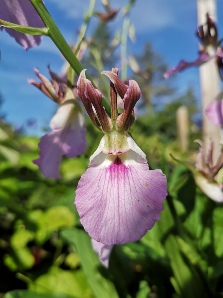 Eulophia guineensis 01