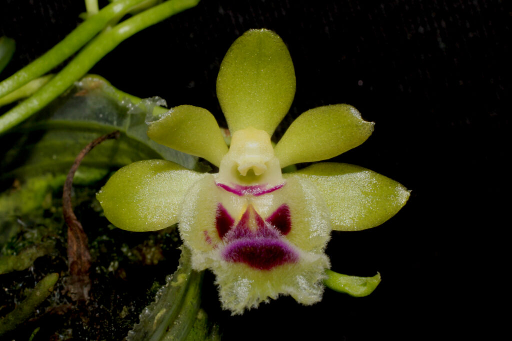 Gastrochilus retrocallus 01