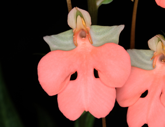 Habenaria Regnieri 01