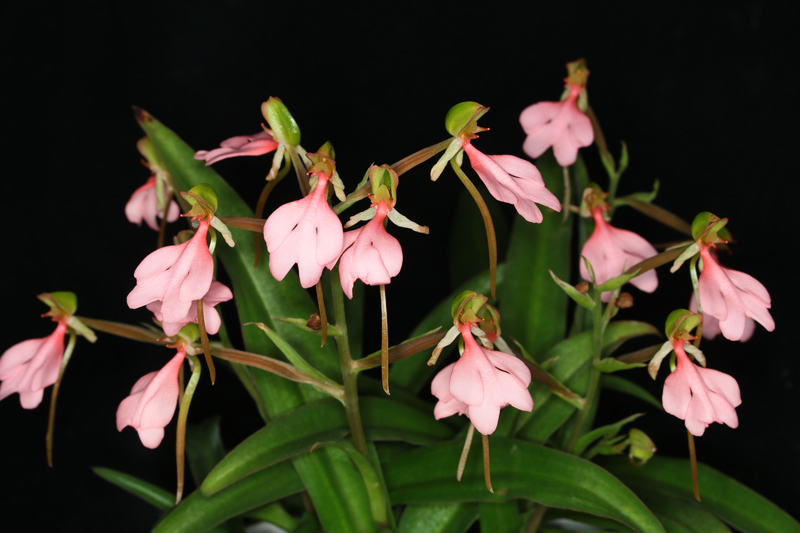 Habenaria rhodocheila 01