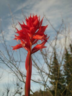 Stenorrhynchos speciosum