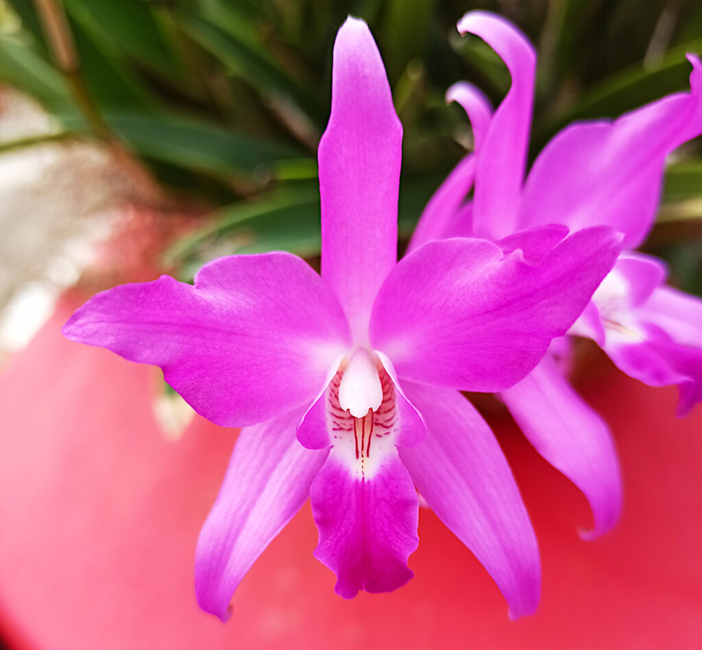 Laelia gouldiana 01