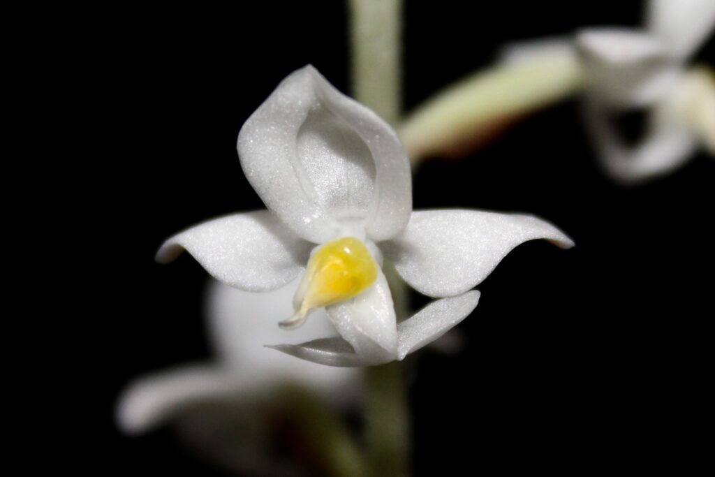 Ludisia discolor 01