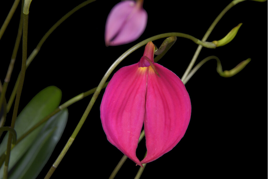 Masdevallia coccinea 01