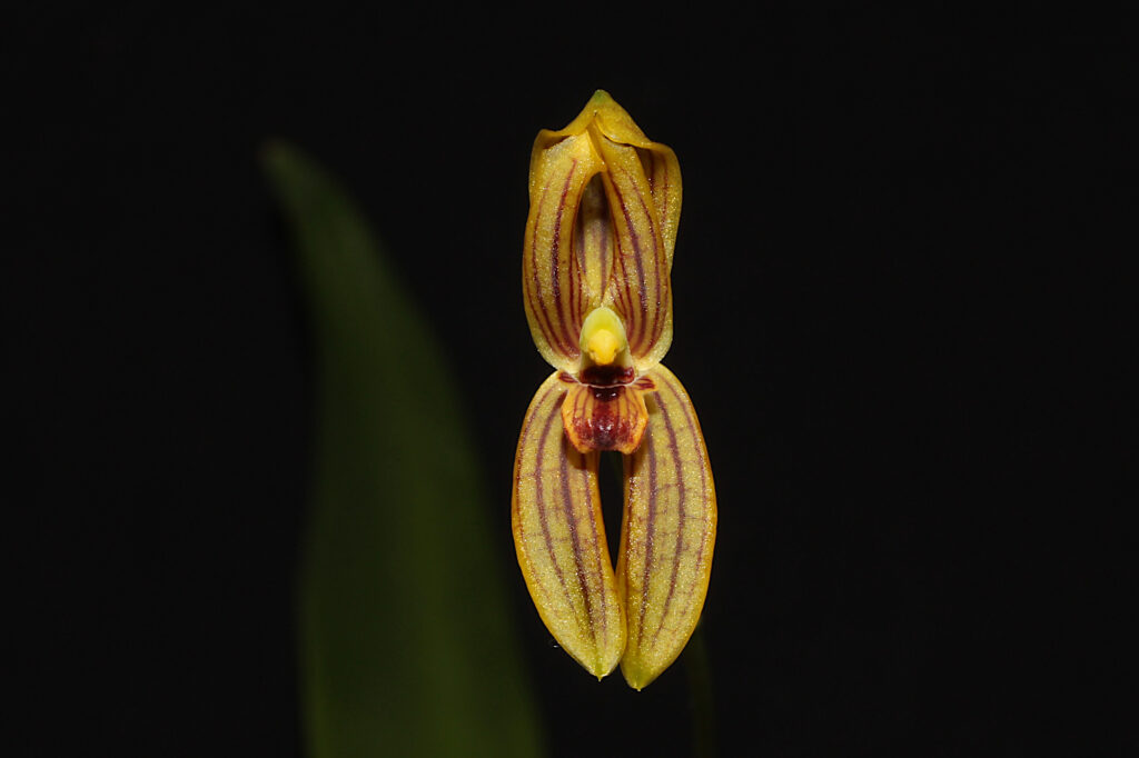 Maxillaria lineolata 01