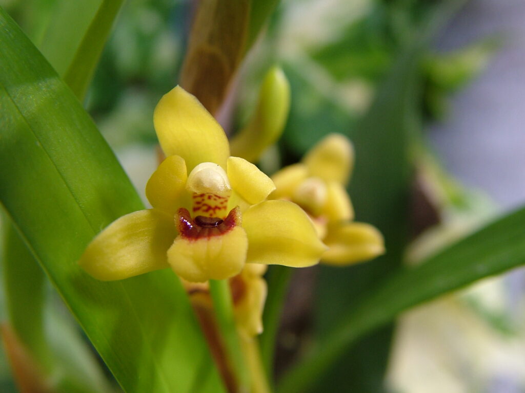 Maxillaria variabilis01