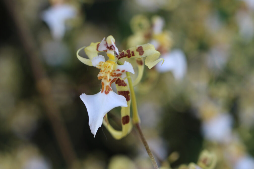 Miltonia phymatochila 01