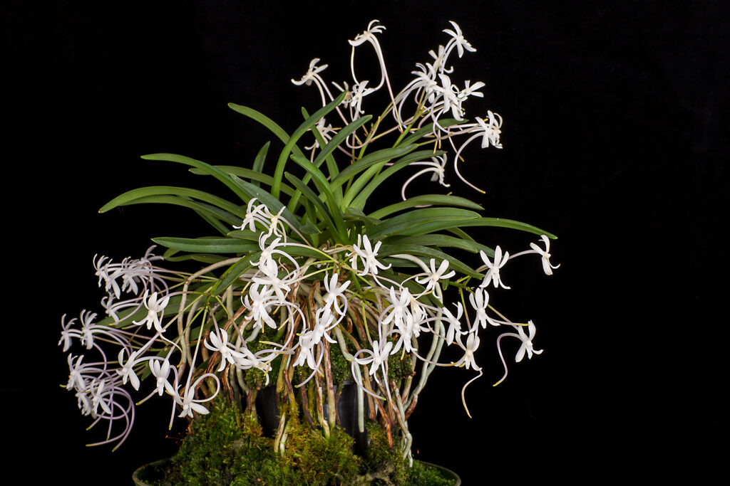 Neofinetia falcata 01