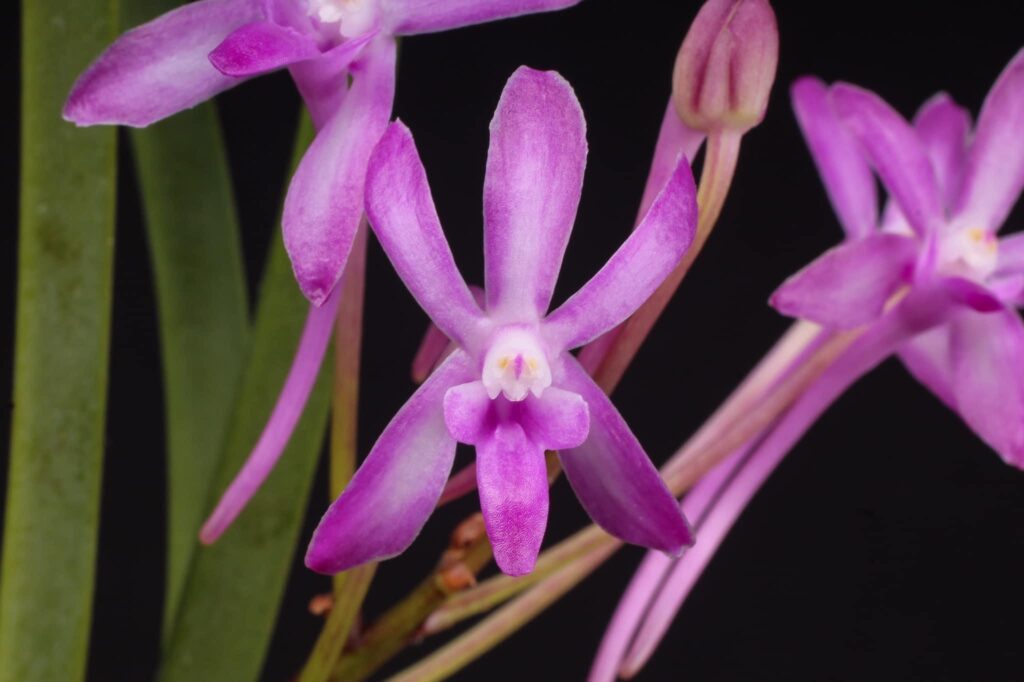 Neostylis Baby Angel 01