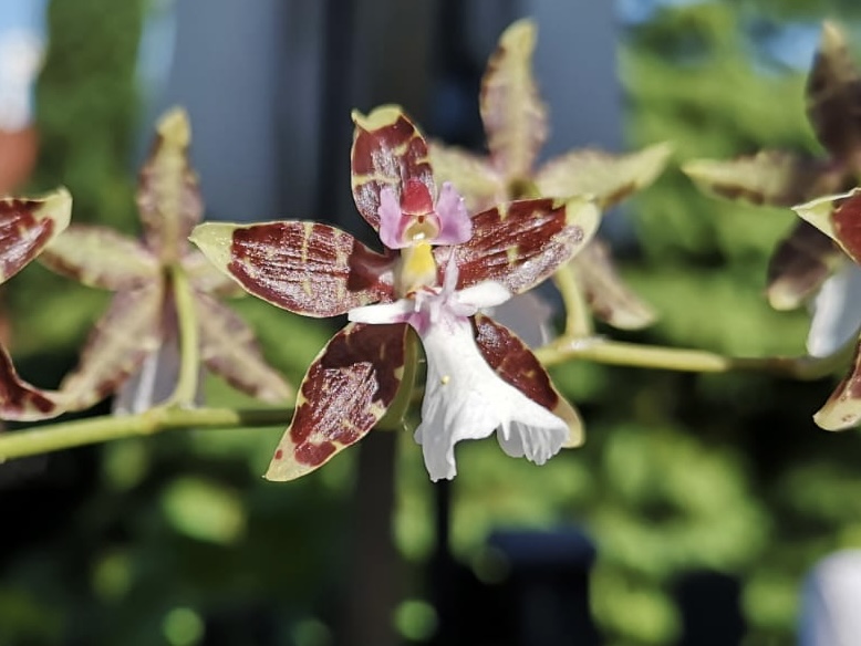 Oncidium leucochilum 01