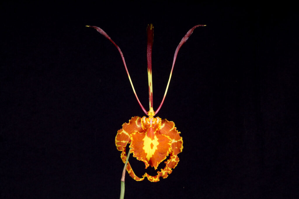 Oncidium papilio 01