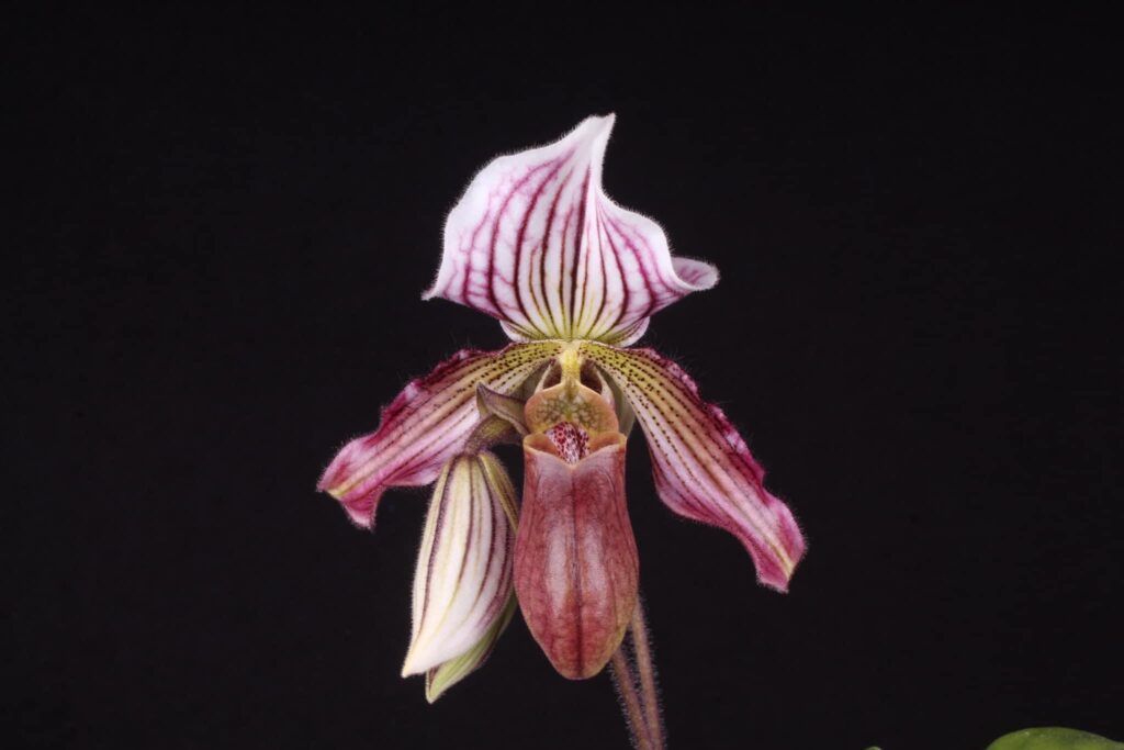 Paphiopedilum H. Ballantine01