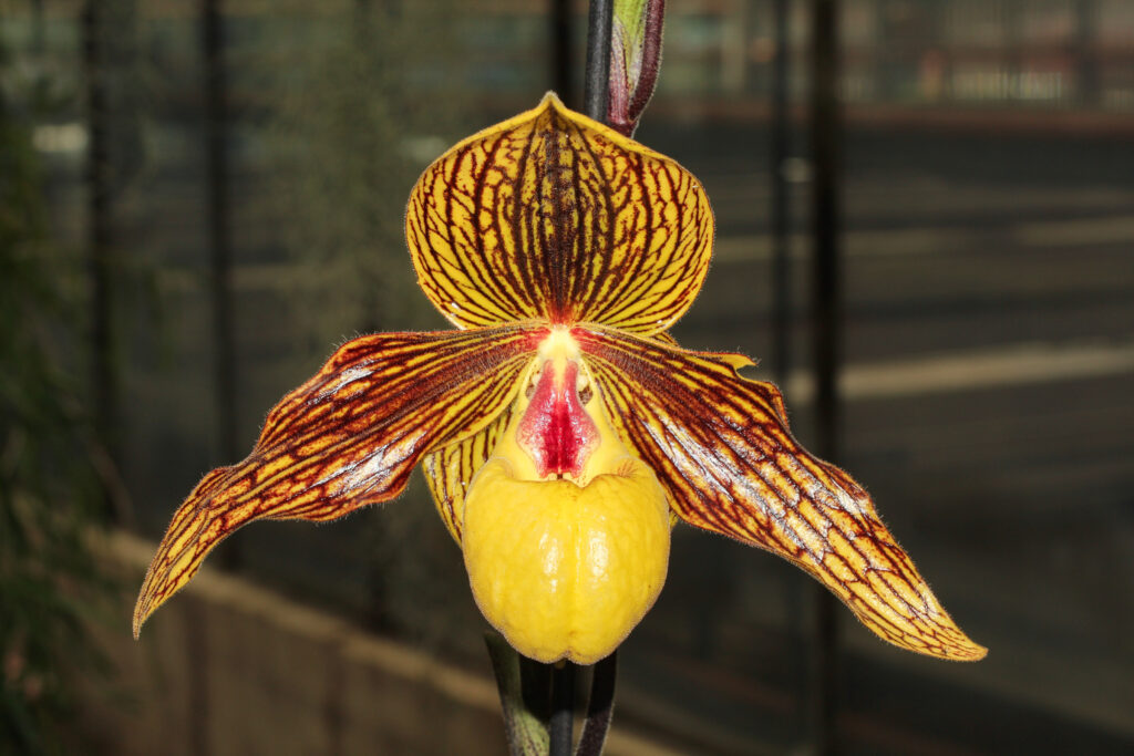 Paphiopedilum Harold Koopowitz 'Baronja‘ GM/D.O.G. orchidee.de