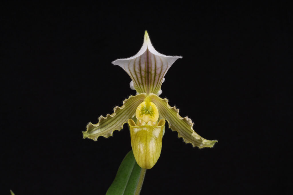 Paphiopedilum Jakub Szlachetko01