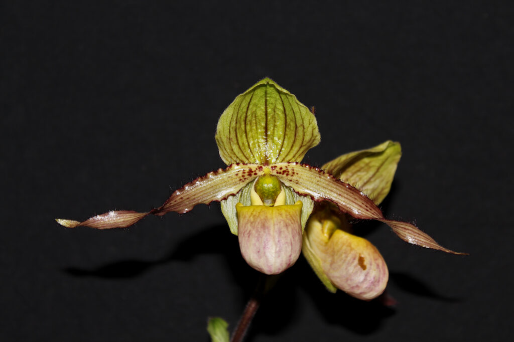 Paphiopedilum Judge Philip01