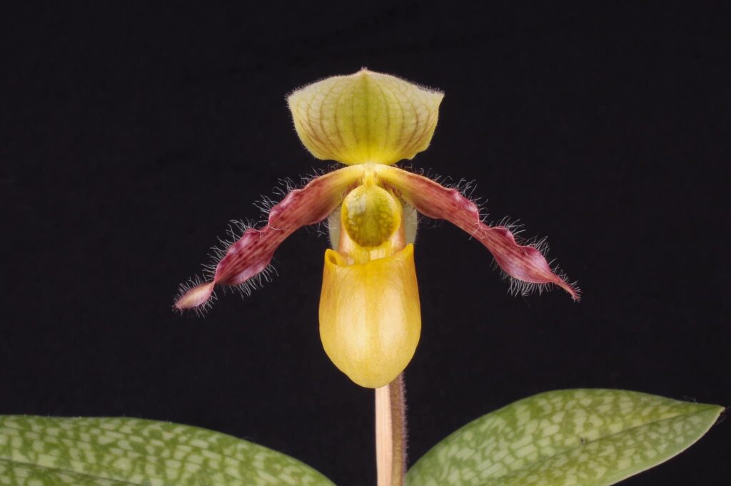 Paphiopedilum Quirin Cramer 01