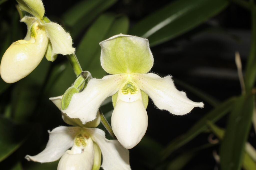 Paphiopedilum Struber Zwerg 01