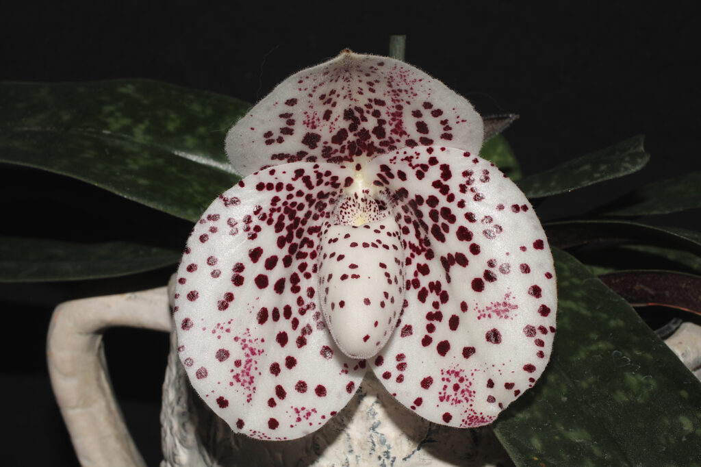 Paphiopedilum bellatulum 01