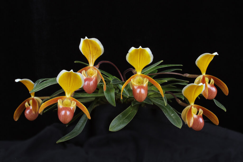 Paphiopedilum helenae 01