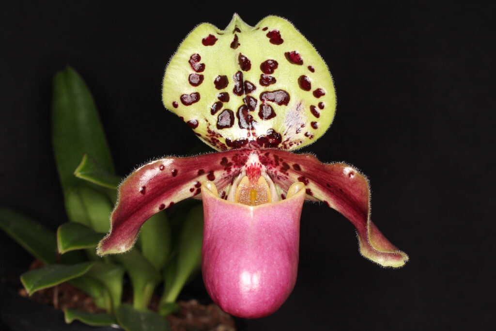 Paphiopedilum henryanum 01