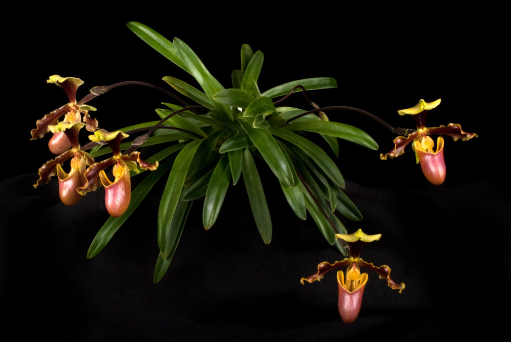 Paphiopedilum herrmannii 01