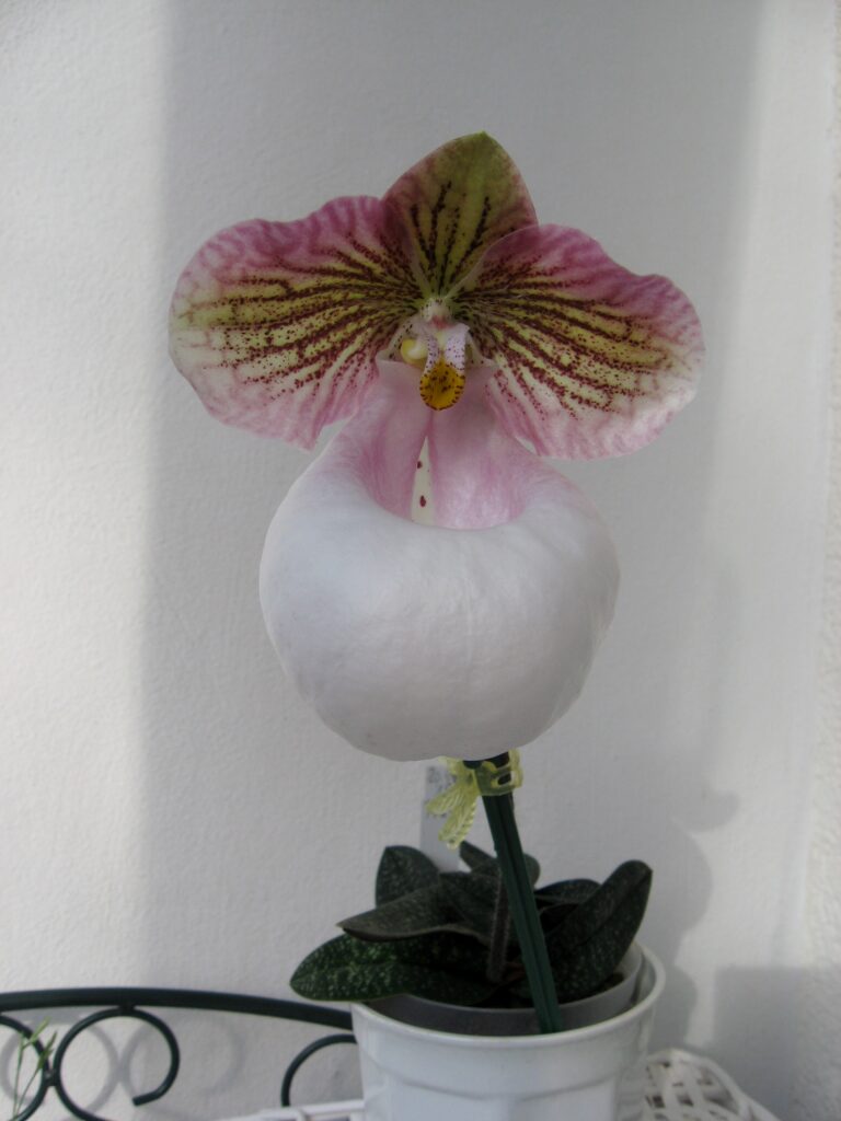 Paphiopedilum micranthum var. eburneum 01