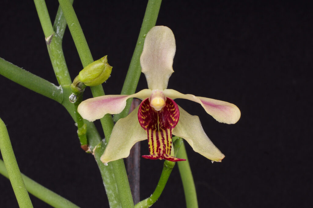 Papilionanthe taiwaniana01