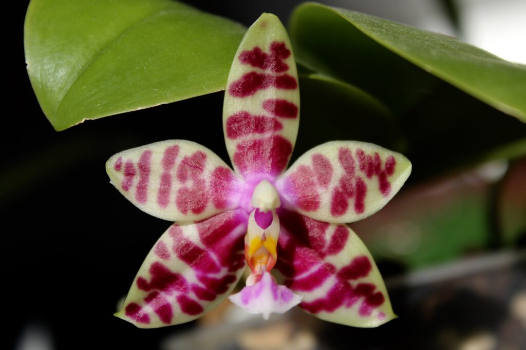 Phalaenopsis Conny’s Diamond 01